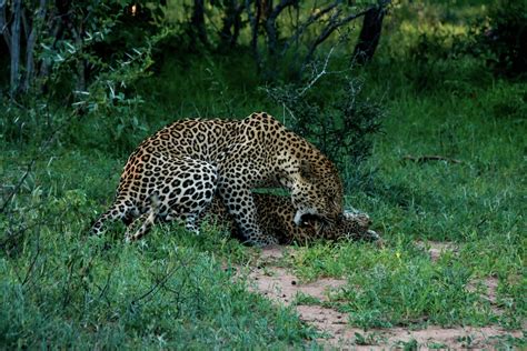 Interesting Facts About Leopards Mating Kapama Blog