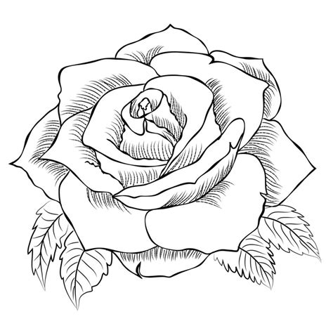 Hand Drawn Rose Line Art Drawing Images Illustration Collection
