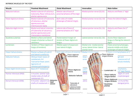Muscles Of The Foot Summary Core Anatomy And Physiology Intrinsic