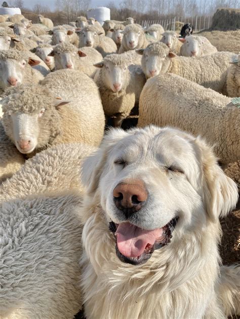 Livestock Guardian Dog Puppies Lgd Sheep Dogs For Predator Protection