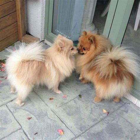 Cream Sable Pomeranian Puppies Pets Lovers