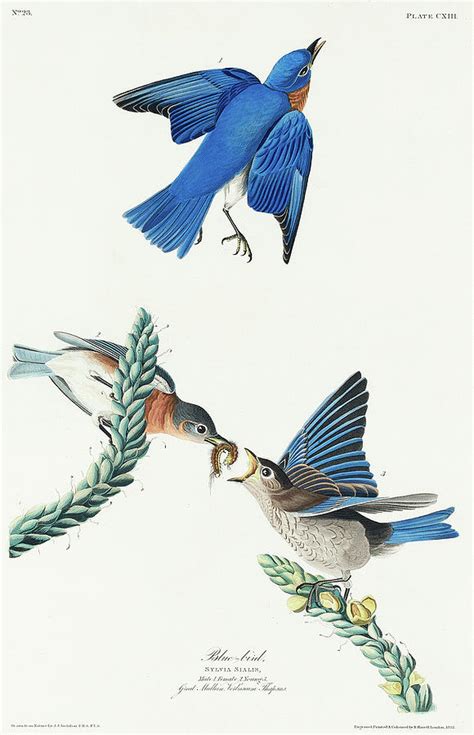 Blue Bird Painting By John James Audubon