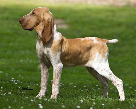 Bracco Italiano Dog Anatomy Purebred Dogs Hunting Dogs