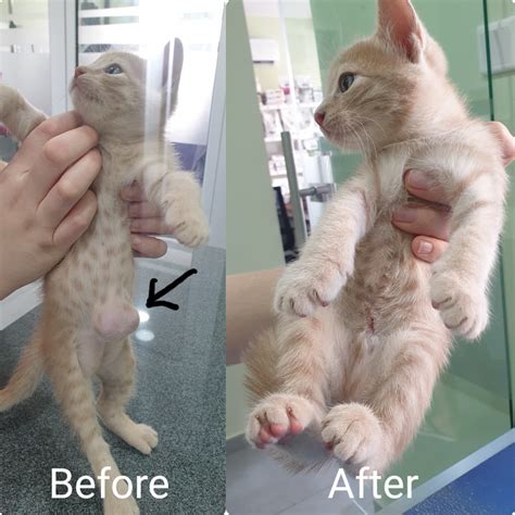 This Kitty Came With Umbilical Hernia The Limassol Vets Facebook