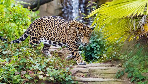 Proyecto Guardianes Del Templo Del Jaguar Por Un Planeta Mejorhoy