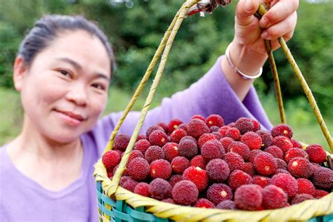 China Daily On Twitter Chinacanvas Waxberry Harvest Kicks Off In