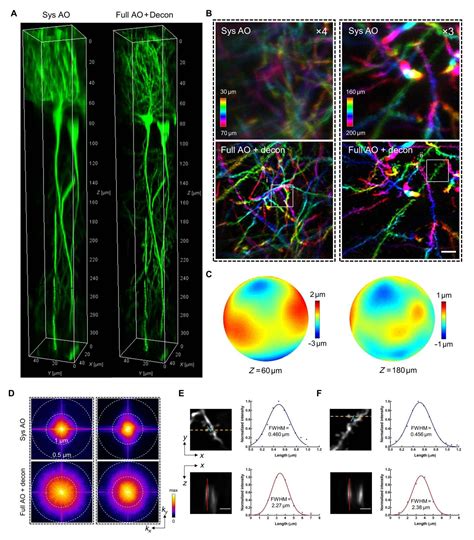 Deep Brain Imaging At Synaptic Resolution With Adaptive Optics 2 Photon