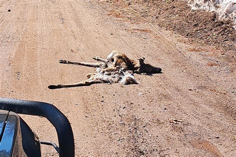 Wisconsin DNR Conservation Wardens Deal With Deer Carcass Littering