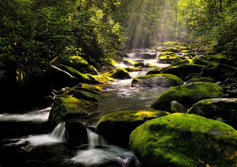 Banco De Imágenes Gratis Río Cruzando El Bosque De Las Rocas Verdes