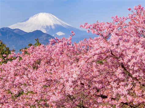 Early Cherry Blossoms And Mtfuji 1 Minute Traveller