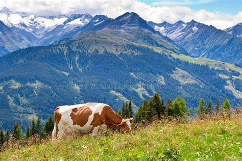 High Mountain Pasture Stock Image Image Of Green Livestock 17532359