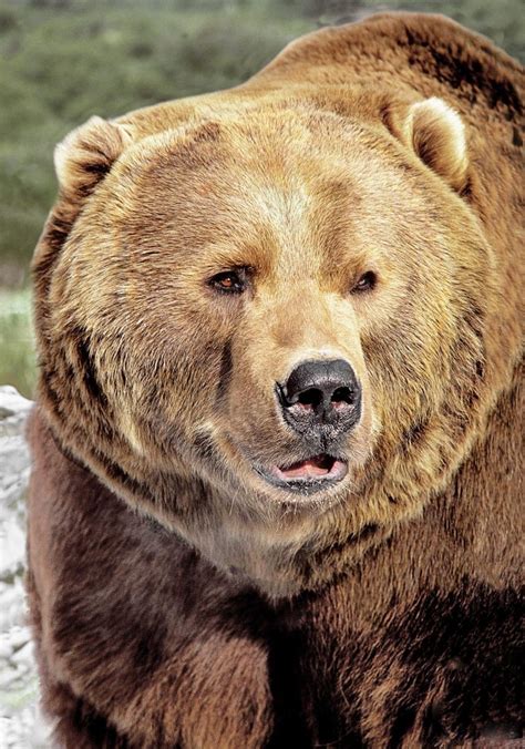 Big Brown Bears North American Bear Centernorth American Bear Center