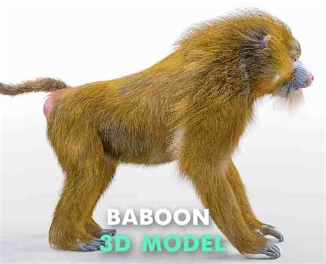 baboon 4d