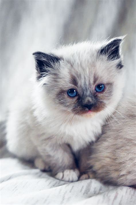 Purebred Ragdoll Kittens For Sale Adoption From Toronto Ontario