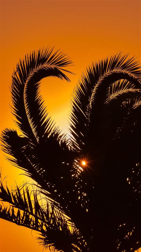 Download Wallpaper 1080x1920 Palm Tree Sunset Leaves Branches
