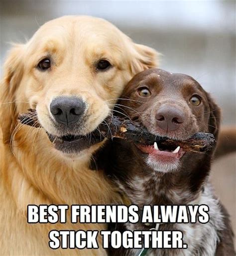 To Make You Laugh Best Friends Always Stick Together