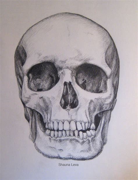 78 Top How To Draw A Skull Sketch With Printable Sketch Drawing And