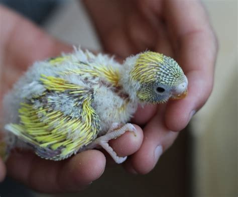 At What Age Do Baby Budgies Eat Seeds My Pet Parakeet