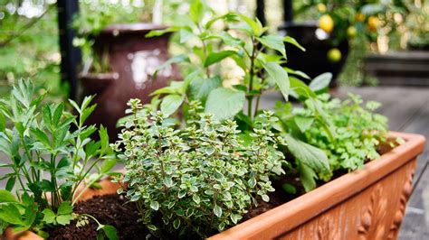 Container Gardening 101 Organic Gardening For Apartments