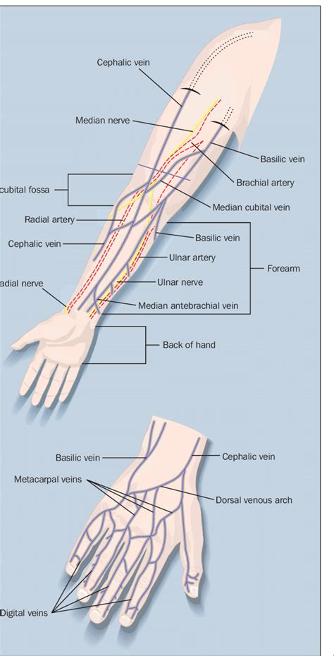 Download Scientific Diagram The Superficial Veins Of The Forearm And The Hand With Can