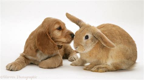 Cute Puppy And Rabbit Wallpaper Cute Puppies Spaniel Puppies Puppies