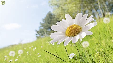Free Download Daisy Field Wallpapers And Images Wallpapers Pictures
