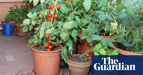 How To Grow Vegetables On A Balcony Gardening Advice The Guardian