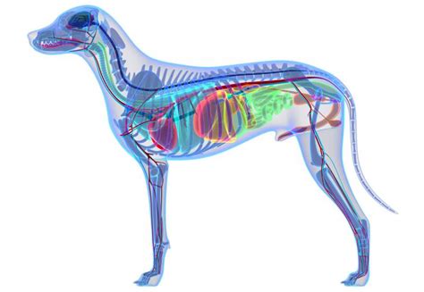 Canine Anatomy Illustrations Lovetoknow Pets