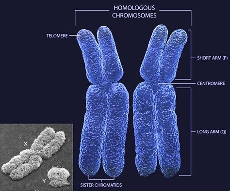 New Research Has Confirmed That The Presence Of Xx Sex Chromosomes