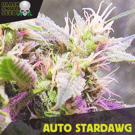 Buy Auto Stardawg Feminized Seeds By Irish Seeds From Cannabisseedsie