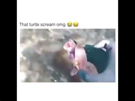 Turtle Moaning Youtube