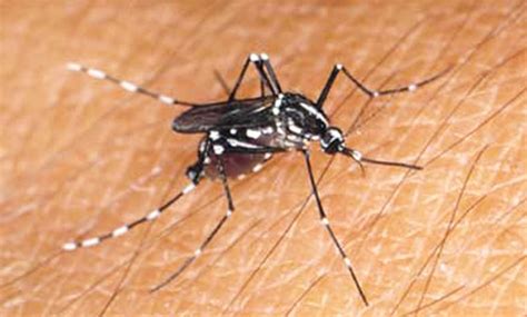 Asian Tiger Mosquito Aedes Albopictus Skuse