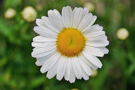 Daisy Spring Flower Daisies Photo Free Download