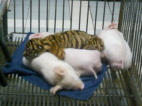 Baby Tiger And Pigs Baby Tiger And Pigs Jerry L Flickr