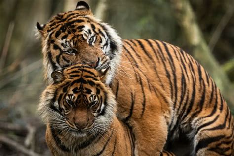 Tiger Sex Life Reproduction What You Need To Know Tiger Tribe