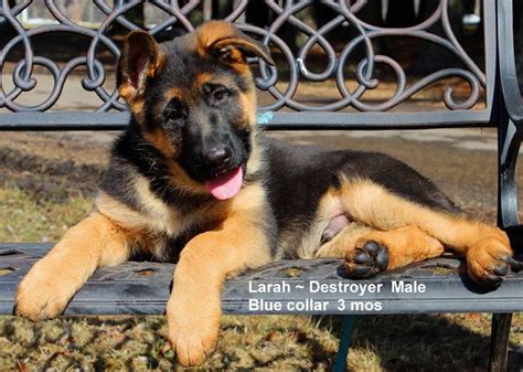 We Are A German Shepherd Breeder Located In The Great State Of Illinois