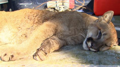 Juvenile Cougar Tranquilized After Killing Chickens In Langford Ctv News