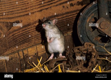 Brown Or Norway Rat Rattus Norvegicus Captive Stock Photo Alamy