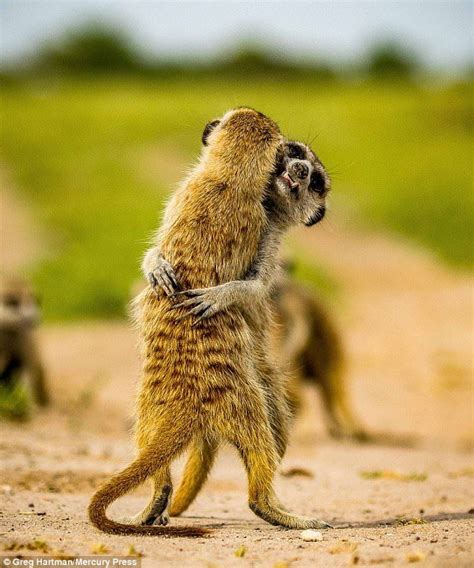 Play Fighting Meerkats Appear To Be Locked In A Tight Embrace Cute