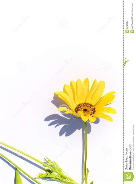 Yellow Flower Stock Photo Image Of Color Flower Compositae 6043224