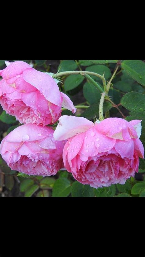 Pin By Lorri Kennedy On Good Morning Flowers Beautiful Blooms Bloom