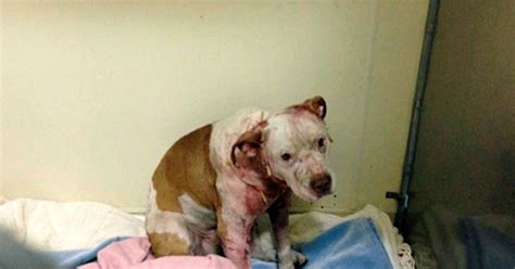 Rescue Dog Was Next For Euthanization, But Vet Tech Decided Otherwise ...