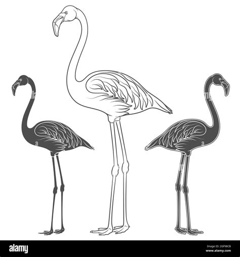 Beauty Exotic Flamingo Bird Animal Stock Vector Images Alamy
