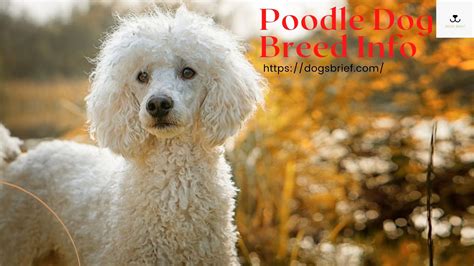 Poodle Breed Information Poodle Dog Breed Characteristics