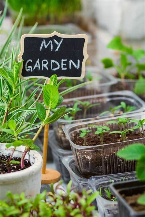 7 Things For Gardeners To Do In The Winter Starting Seeds Indoors