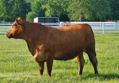 Our Cattle Red Brangus