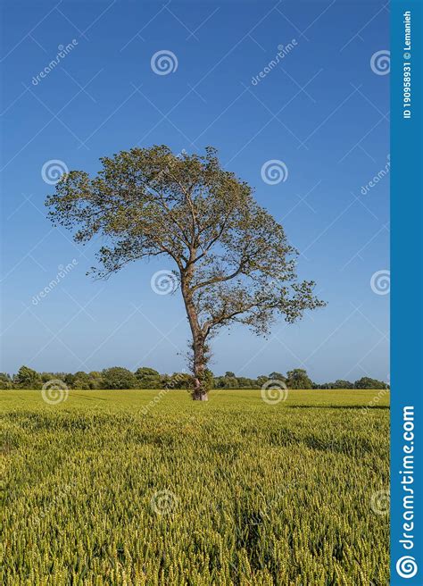 A Tree In A Field Stock Image Image Of Crops Blue 190958931