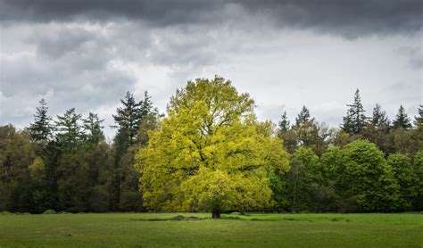 Free Images Landscape Tree Nature Forest Cloud Sky Lawn Meadow