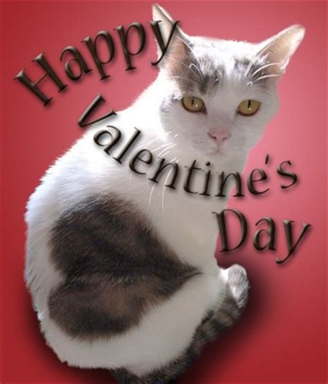 122 best images about Cats With Hearts on Pinterest ...