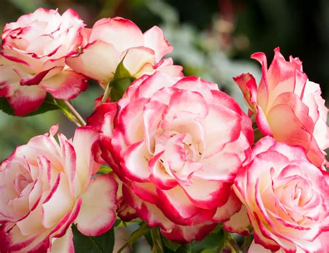 50 Different Types Of Roses How Many Types Are There Plantsnap